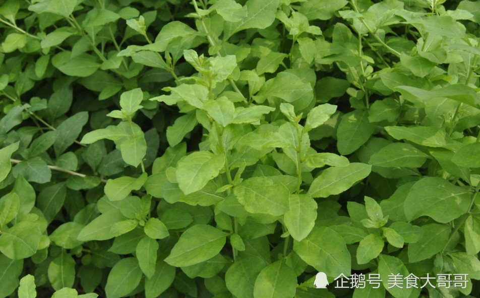 枸杞身上有一宝,很多人却不懂吃,有养肝明目的