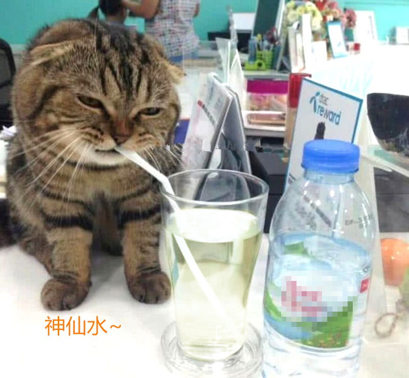 猫咪在公司偷喝柠檬水,低头一看它的表情,主人牛奶都洒了一地