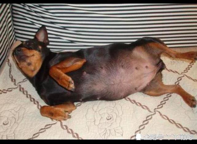 下雨天捡了一只怀孕母狗,本以为做了好事,狗崽子出生后却后悔了