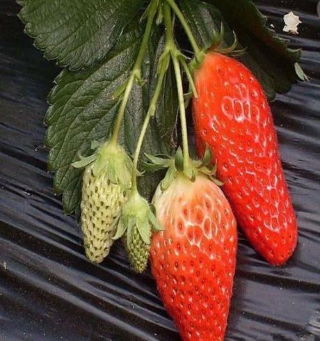 草莓都吃过,可这种"长草莓"谁吃过?朋友圈被"它"刷屏了!