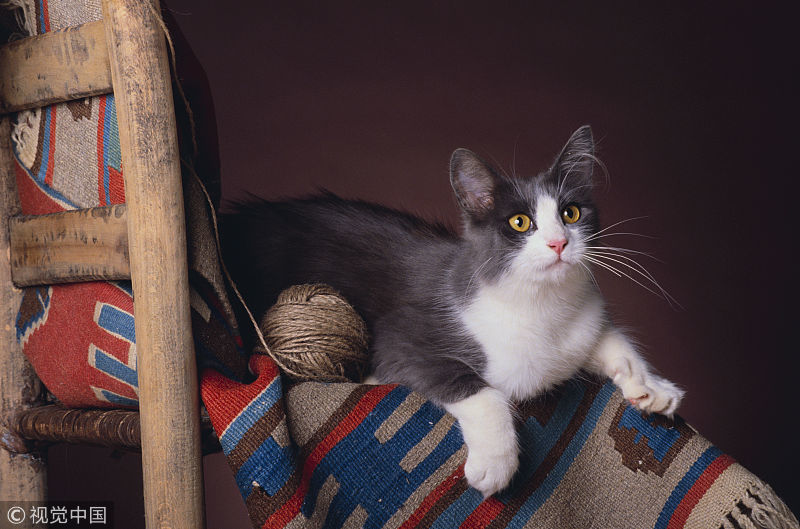 猫性vs人性 在绝育这件事上 谁才是真正的圣母女表 腾讯新闻