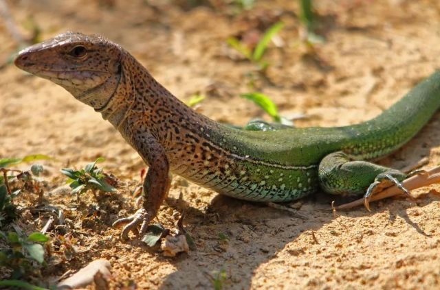 南美大丛林蜥被俗称"迷你泰加",不吹不黑,确实和主人互动积极