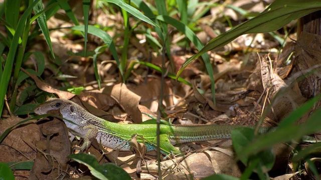 南美大丛林蜥被俗称"迷你泰加",不吹不黑,确实和主人互动积极