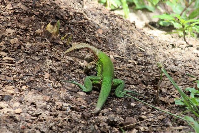 南美大丛林蜥被俗称"迷你泰加",不吹不黑,确实和主人互动积极