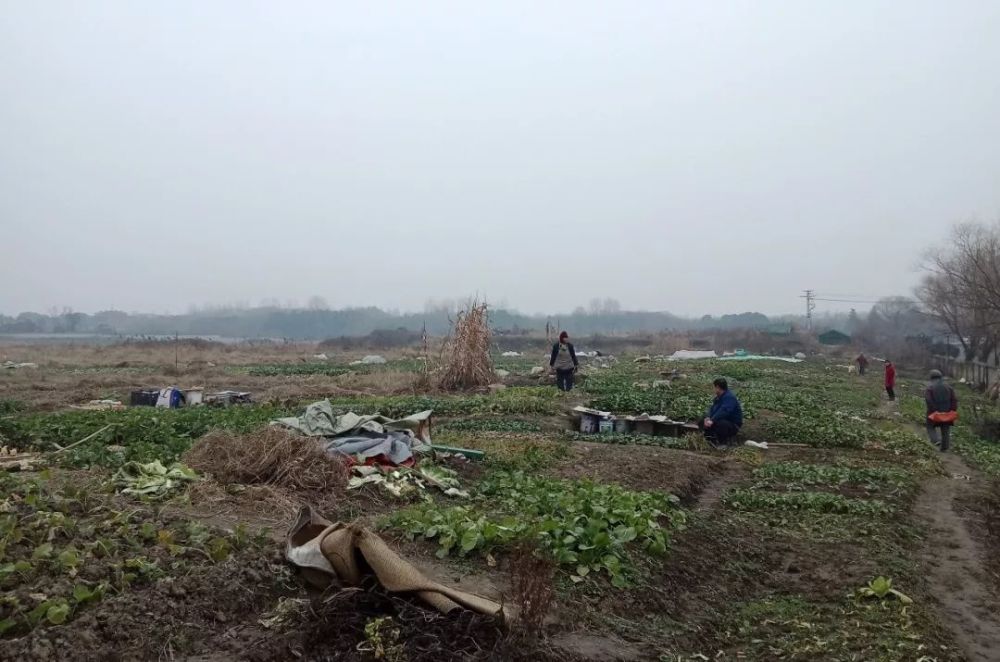谷雨丨城管冲击考古队 扬州瘦西湖挖掘机前夹