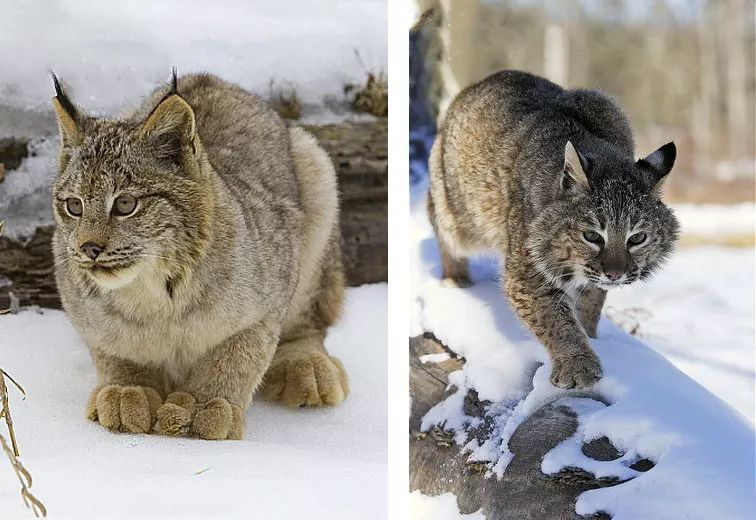 物种日历丨被写进生态学教材的猞猁:兔兔