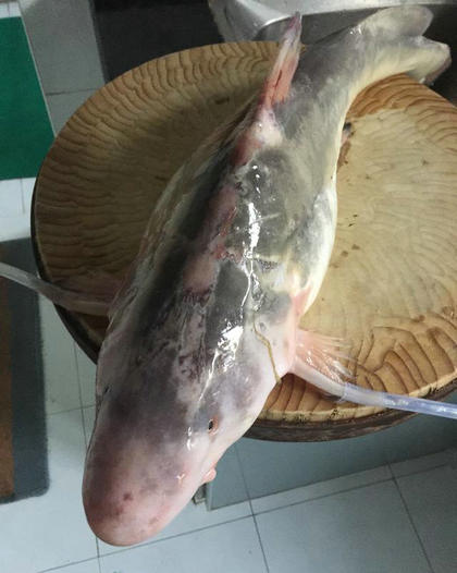 长江渔民捕获"老鼠鱼",有人500当场买下,网友:太便宜了