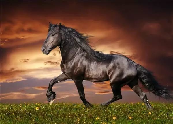 三国时武将的5匹战马第1名不是关羽的赤兔