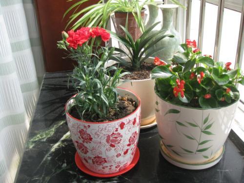 自制养花肥料 3种菜籽混合在一起 施一次肥管三年 肥料