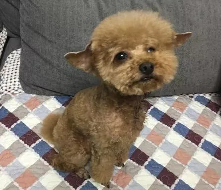 网友心血来潮给泰迪换了个发型，狗狗看到后，瞬间表现的很绝望