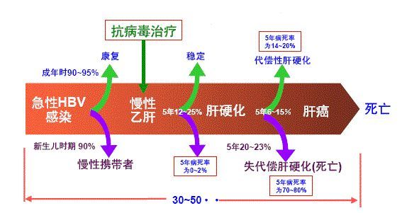 雖然肝,膽疾病的病因和發病機制不同,但在某些層面上互相影響,而且