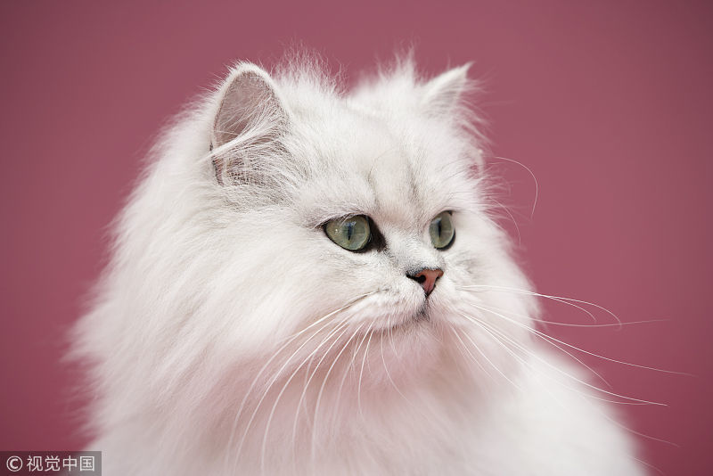 猫性vs人性 在绝育这件事上 谁才是真正的圣母女表 腾讯新闻
