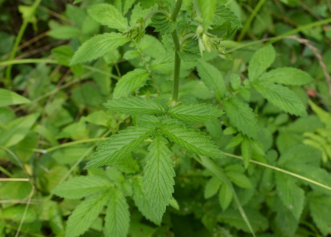 一种野草名字很"稀罕",是宝贵药材得珍惜,若见着还请保护好