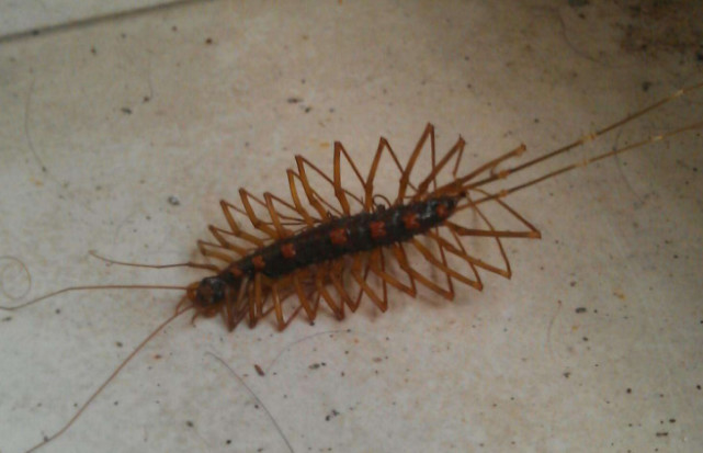 农村家里还能见到这种虫吗 如果见到了 是要注意的 腾讯网