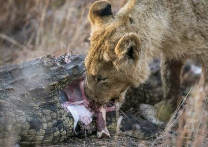 哪怕是体型最大的非洲象和水中的霸主尼罗鳄也不行