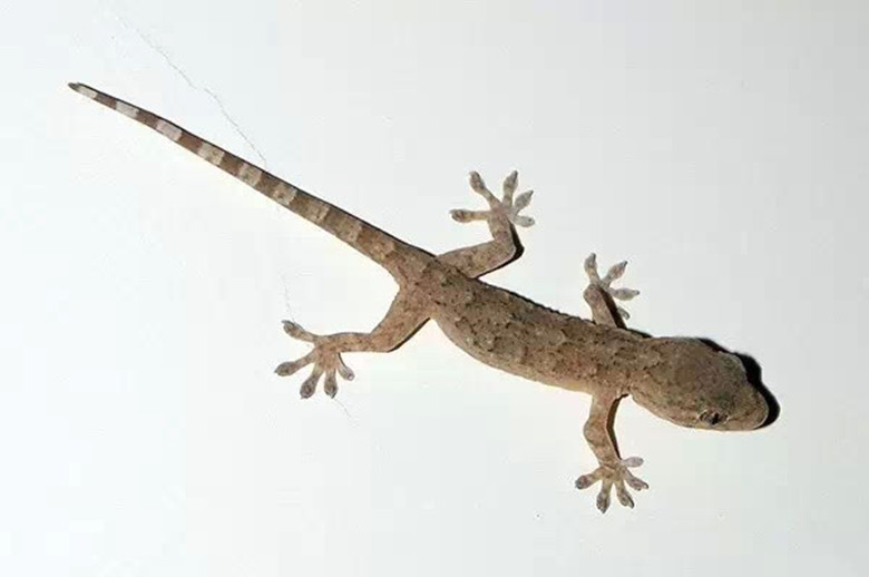 壁虎不小心成断尾，主人将尾巴放到它眼前，结果它的反应让人费解