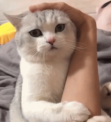 猫咪抱着主人胳膊狂撒娇,下一幕让主人受不了了:这招跟谁学的?