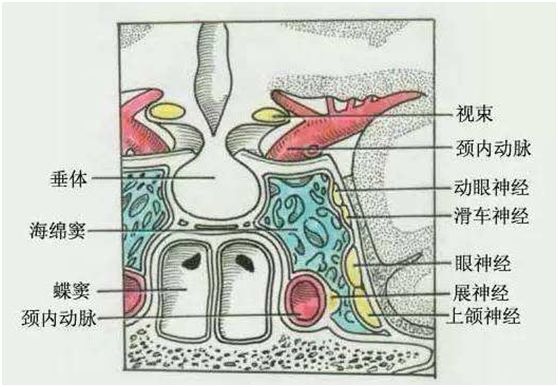 (副交感)組成,進入睫狀神經節交換神經元后,分佈於睫狀肌和瞳孔括約肌