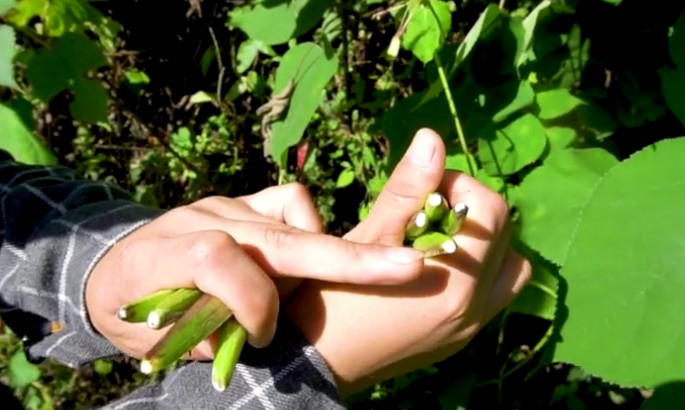 夹在石缝里的这种植物 是农村小孩的零食小吃 城里几乎看不到