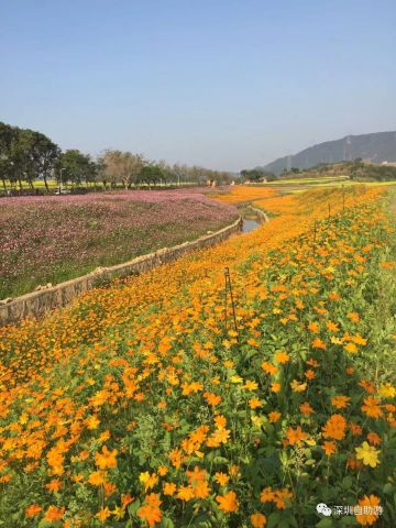 深圳光明小镇欢乐田园的油菜花开了,大家快来