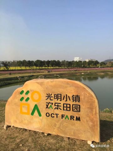 深圳光明小镇欢乐田园的油菜花开了,大家快来