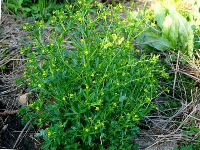 这种野草茎像空心菜 叶子像芹菜 名字虽好听 却有奇毒 腾讯网