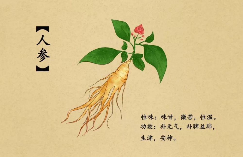 扇贝长腿人参长脚 负债累累的紫鑫药业会否看好68亿元人参存货 腾讯新闻