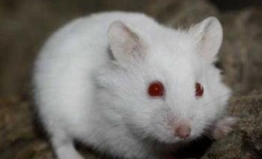 西游记:为什么老鼠精武器是爪子,而不是牙齿?2点原因太真实!