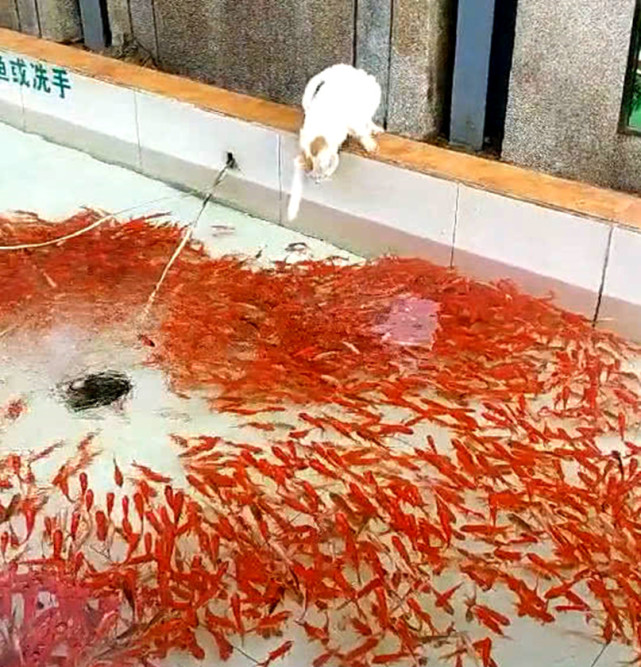 主人带猫咪逛公园,它看到养鱼池走不动路,下一举动把人逗笑了