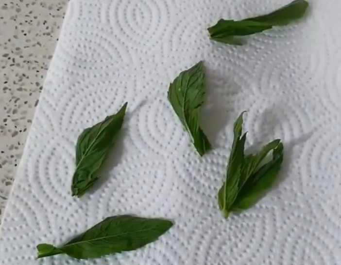 这野花曾被称为"迷魂草",农户治跌打损伤就找它,很多人不认识