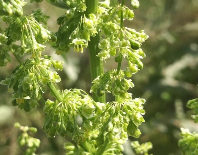 农村一种比醋都酸的野草,人称"山大王",是好药材见着得珍惜