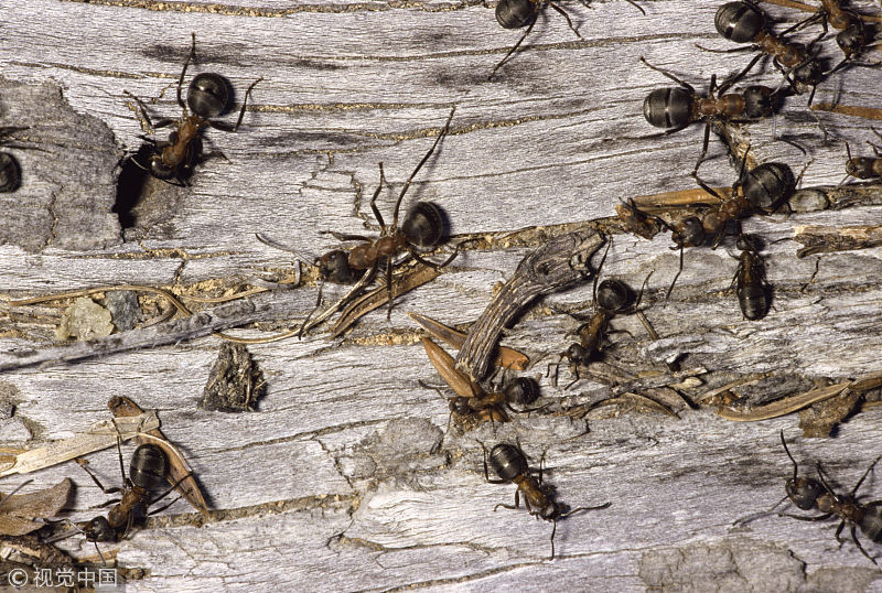 飞蚁|英国出现长达80公里的飞蚁群，气象雷达都被干扰，显示为降雨出现