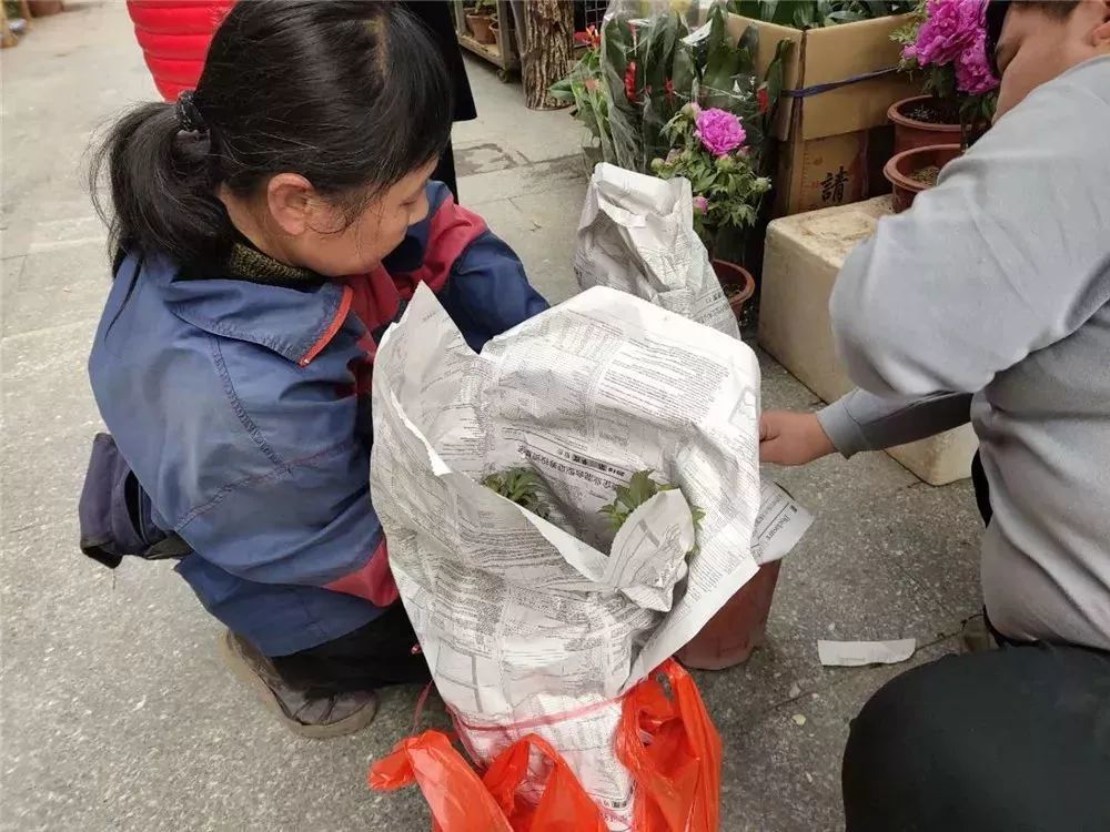 鴛江麗港花鳥市場內,花店工作人員正在包裝剛出售的兩盆牡丹.