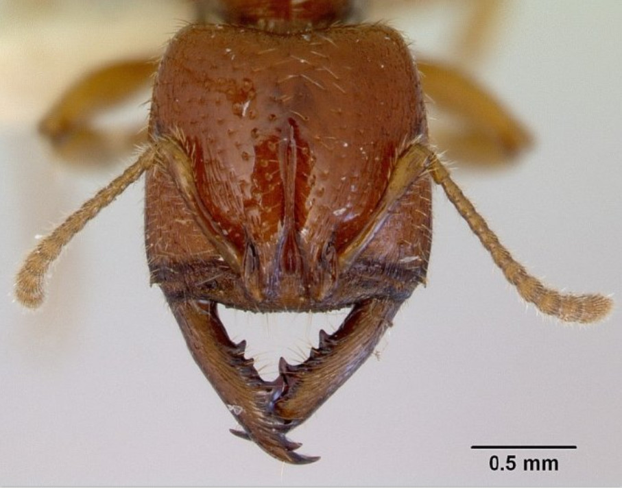 食人蚂蚁刷新最快记录,咬合速度比人类眨眼快