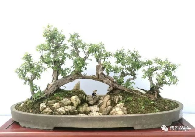 立體的山水畫——水旱盆景欣賞及製作