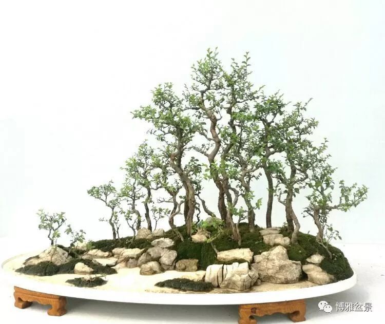 立体的山水画水旱盆景欣赏及制作