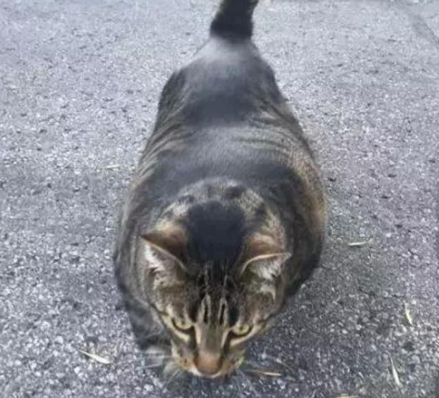 魔鬼筋肉猫身材媲美巨石强森网友我要打十个