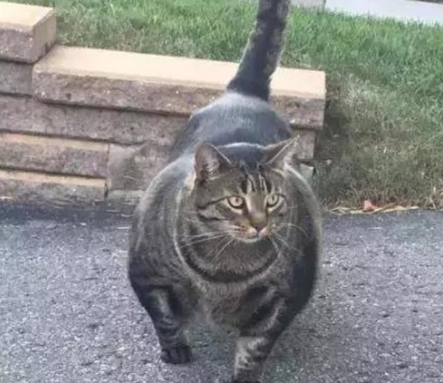 魔鬼筋肉猫身材媲美巨石强森网友我要打十个