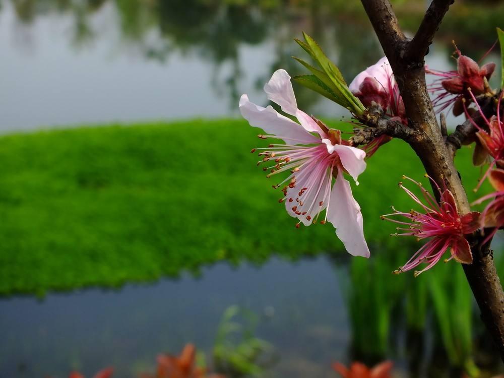 杜牧有10首古诗入选唐诗三百首,这一首七绝的