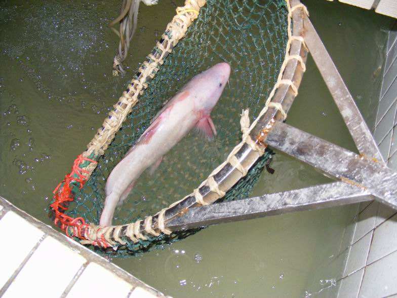 这种鱼比河豚还鲜美,长得像鲶鱼卖200元一斤,人称"肥坨鱼"