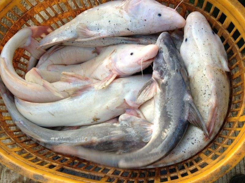 这种鱼比河豚还鲜美,长得像鲶鱼卖200元一斤,人称"肥坨鱼"