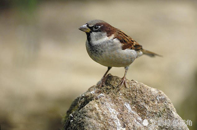 腾讯内容开放平台