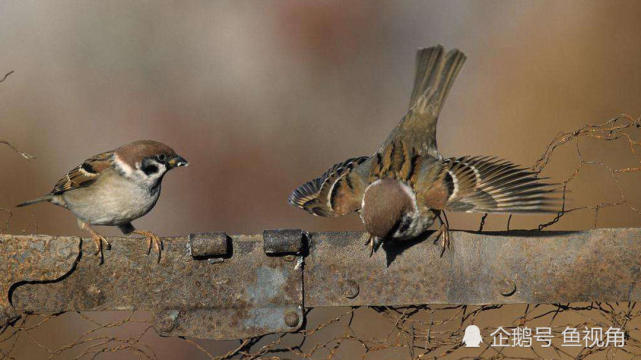 腾讯内容开放平台