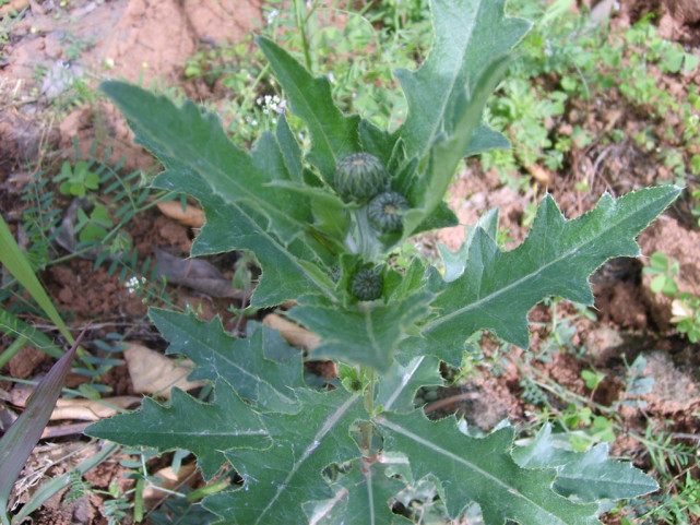 农村一种植物野草,茎叶有刺,是一种野菜,也是一种药材