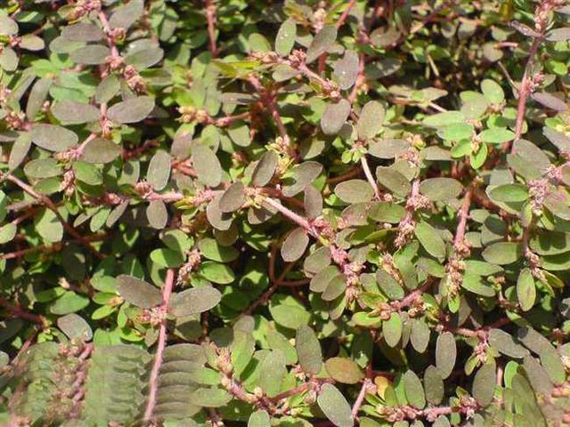 这种草叫血见愁,农村处处可见,功效可不止能止血这么简单