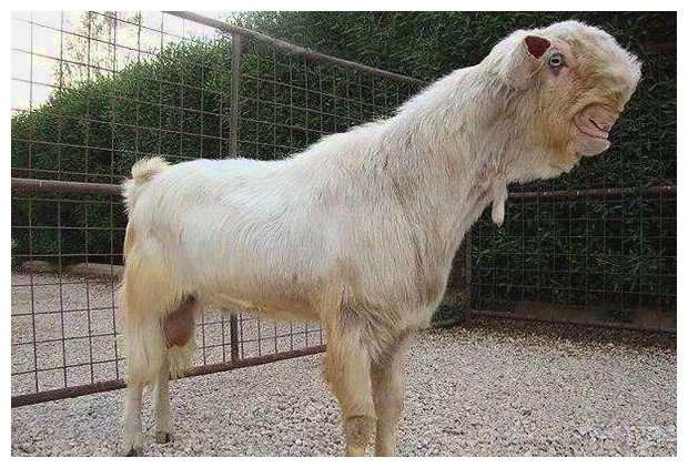 这只羊因丑出名了,被评全球最丑,身价因此暴涨:一直卖45万