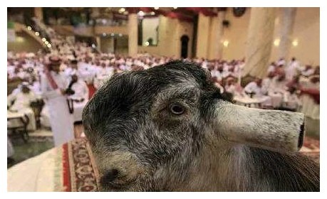 这只羊因丑出名了,被评全球最丑,身价因此暴涨:一直卖45万