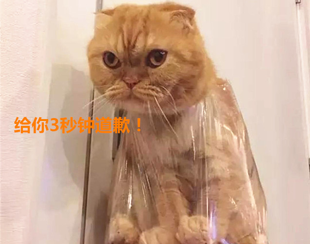 橘猫犯错无心悔改主人使出狠招让其反省看到这眼神却慌了 橘猫 铲屎官