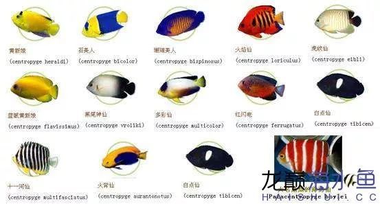 小神仙鱼属于神仙鱼品种中体型较小的,其体长在18厘米以内,常见的有近