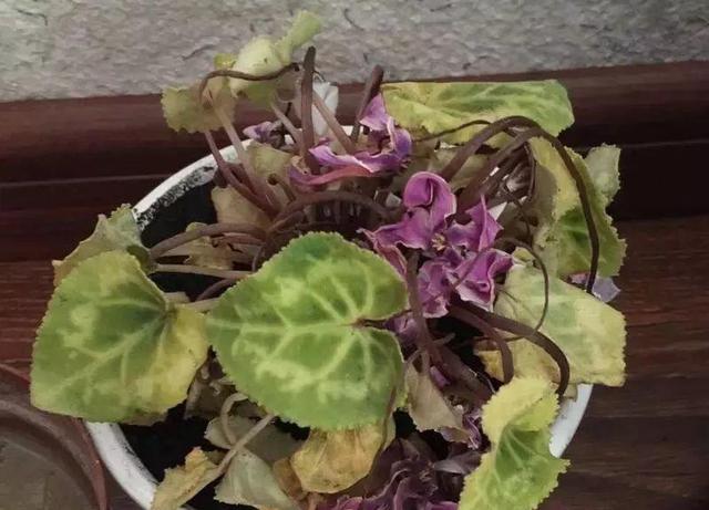 仙客来夏季一定休眠吗?2种情况要分清楚,别耽误秋天开花